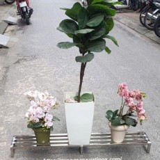 Tư vấn kệ để hoa inox